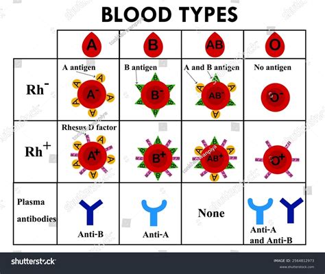 Abo Blood Group Types Blood Cell Stock Vector Royalty Free 2564812973