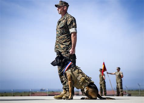 Marine Corps Canine Handler