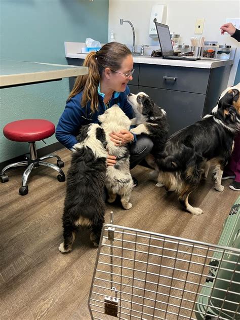 Vet Near Me Kalispell Mt 59901 Animal Clinic Of Kalispell